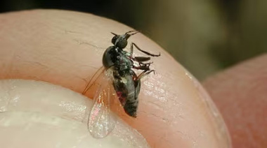 Invasión de barigüí: Cómo prevenir sus ataques y cómo cuidarse